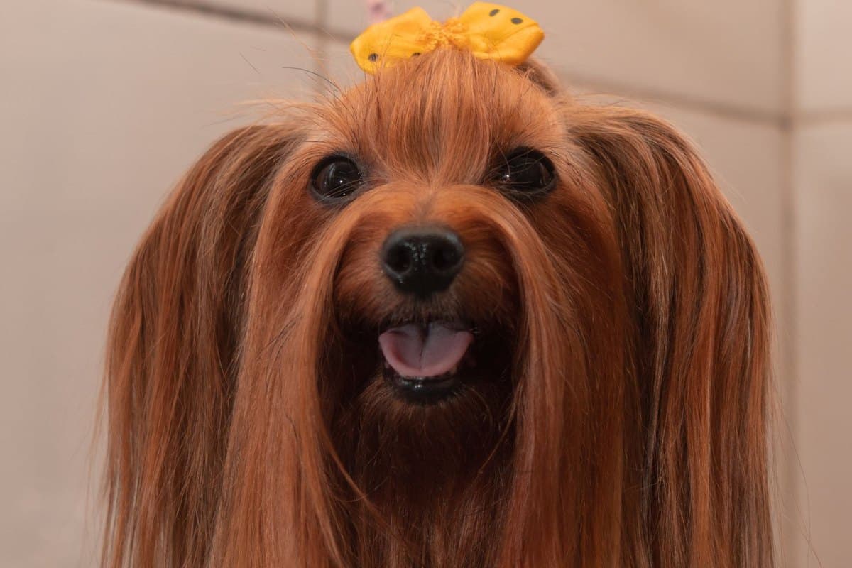 Pfotenpflege beim Hund – go4vet