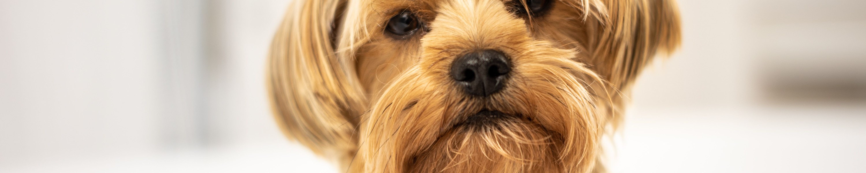 Pfotenpflege beim Hund