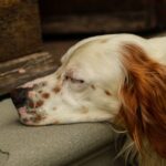 Pharaonenhund