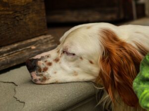 Pharaonenhund