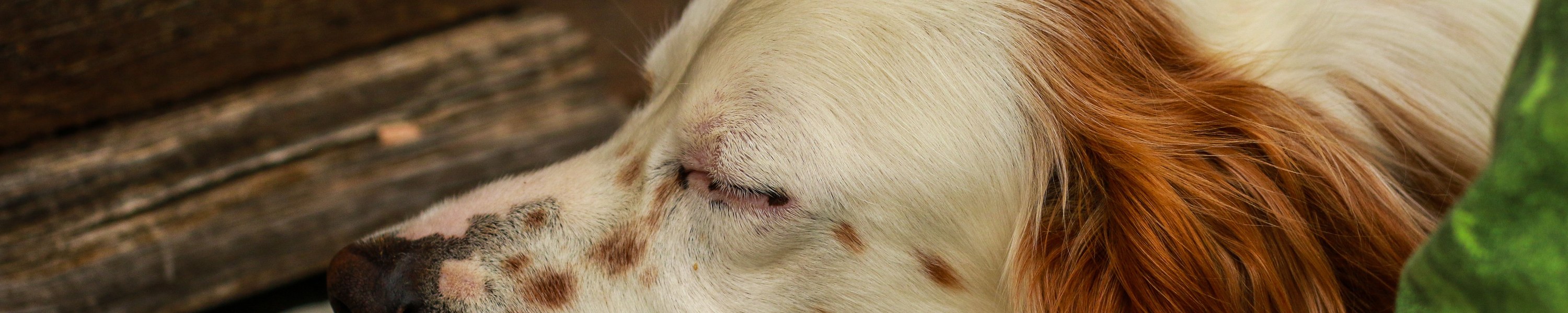 Pharaonenhund