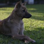 Physiotherapie für Hunde