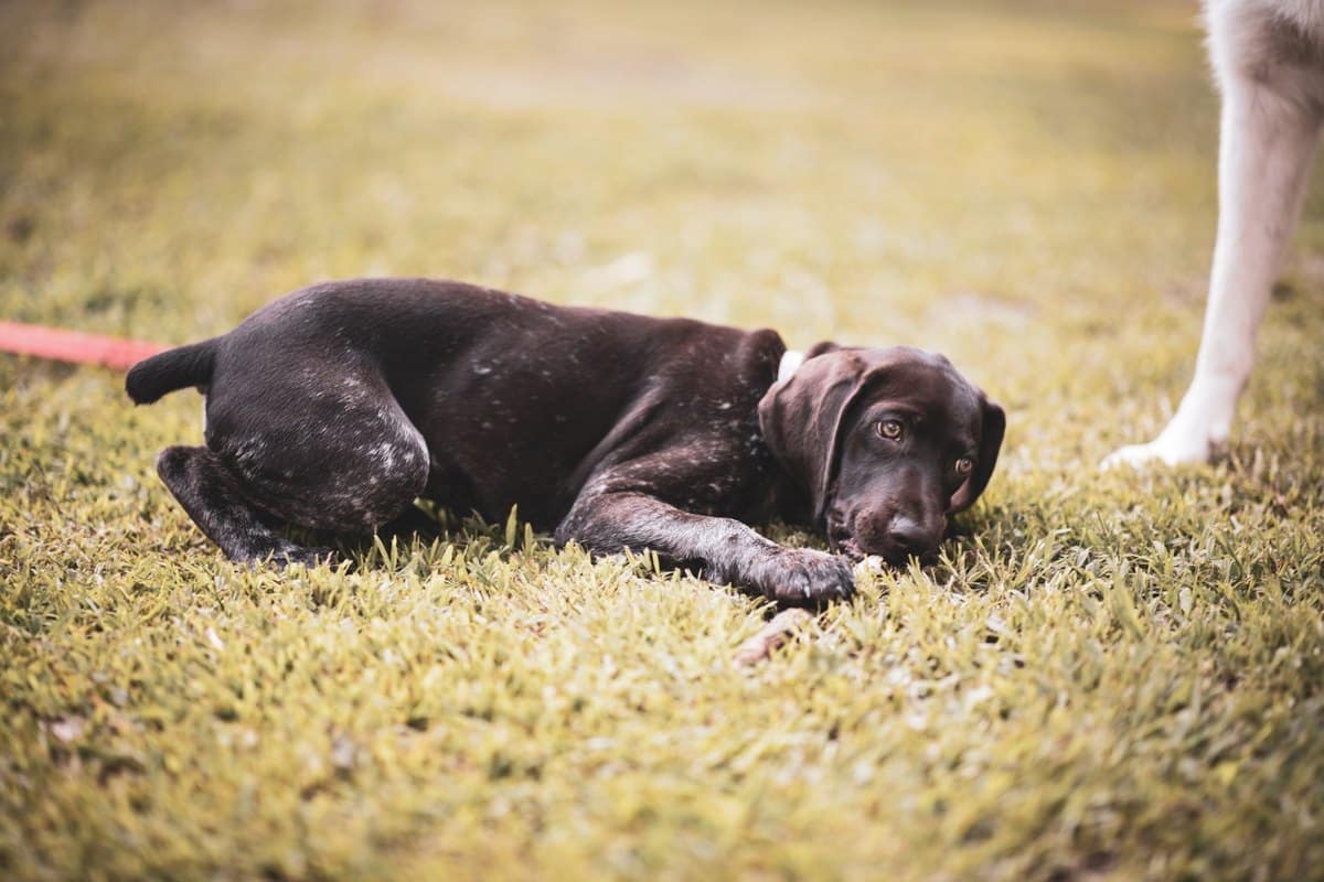 Physiotherapie für Hunde – go4vet