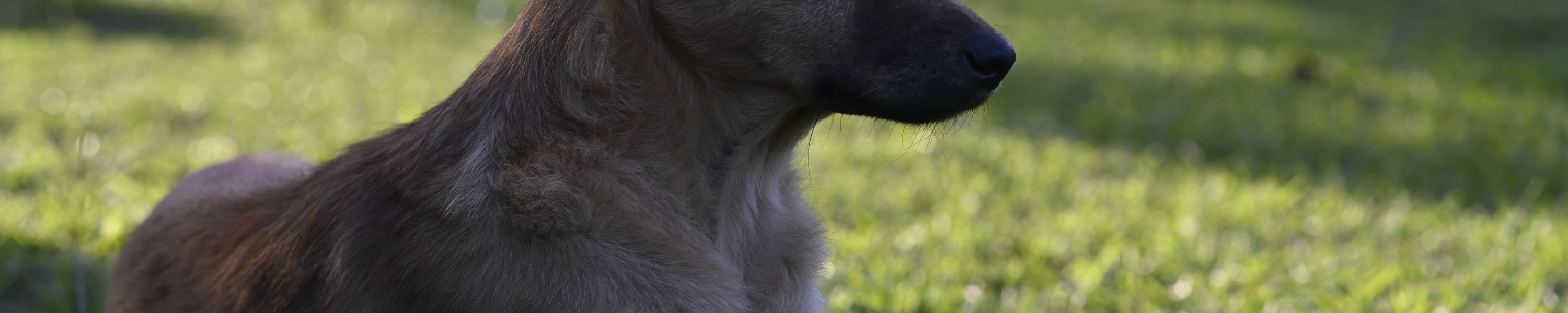 Physiotherapie für Hunde