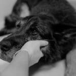 Podenco