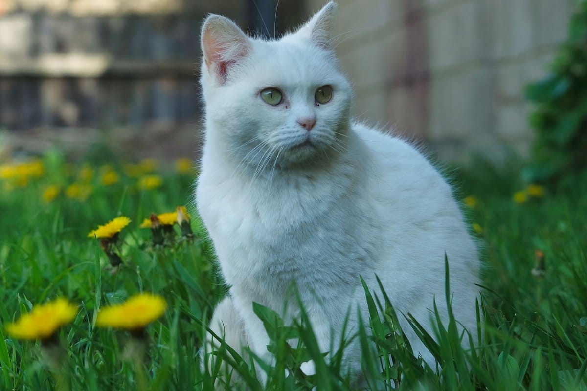 Pollenallergie bei Katzen – go4vet
