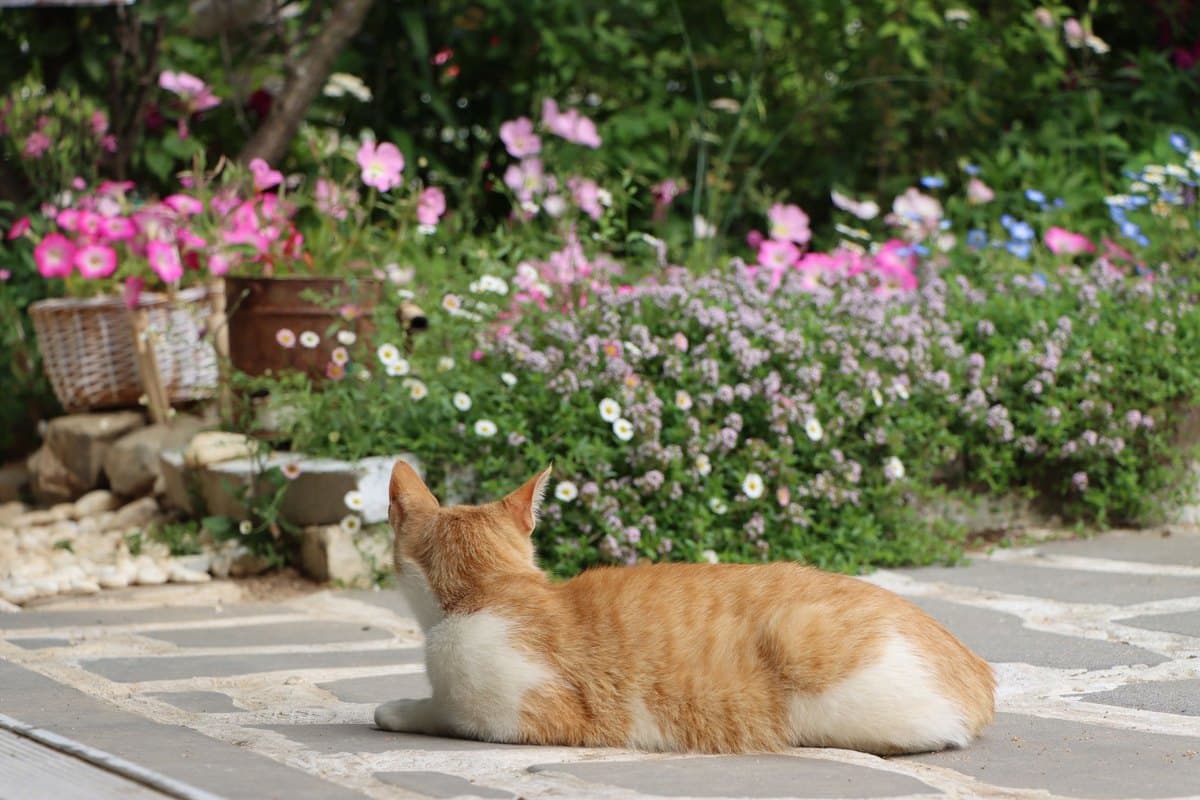 Pollenallergie bei Katzen – go4vet