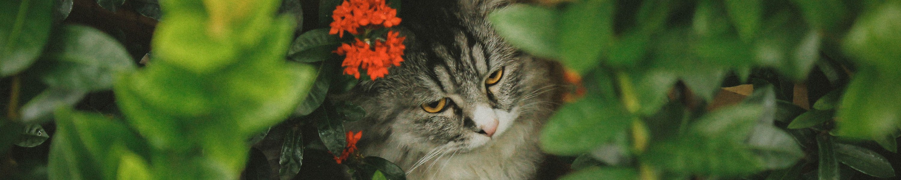 Pollenallergie bei Katzen