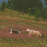 Pollenallergie beim Hund