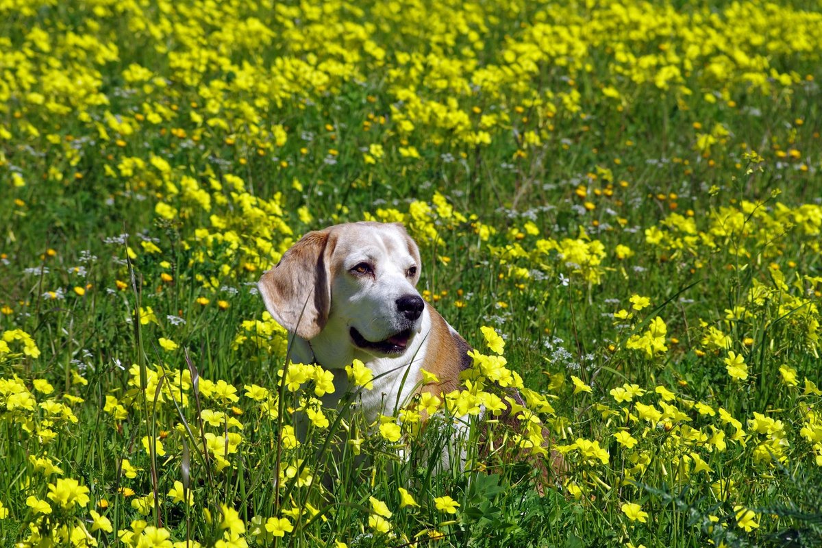 Pollenallergie beim Hund – go4vet