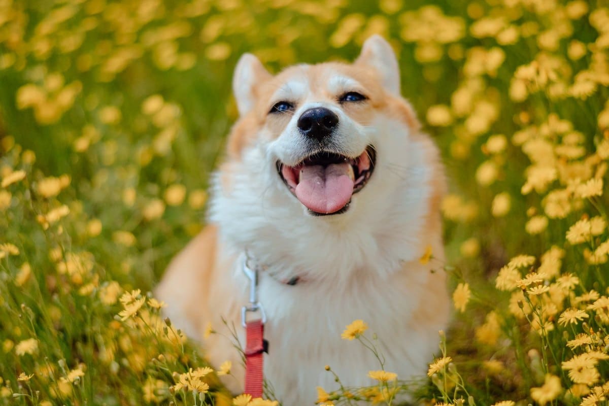 Pollenallergie beim Hund – go4vet