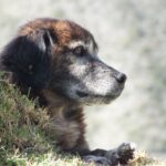 Polyneuropathie Hund