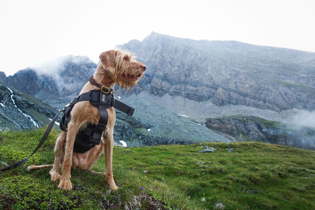 Polyneuropathie Hund – go4vet