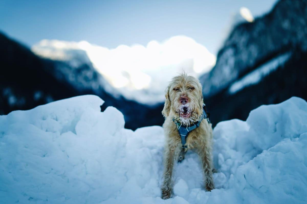 Polyneuropathie Hund – go4vet
