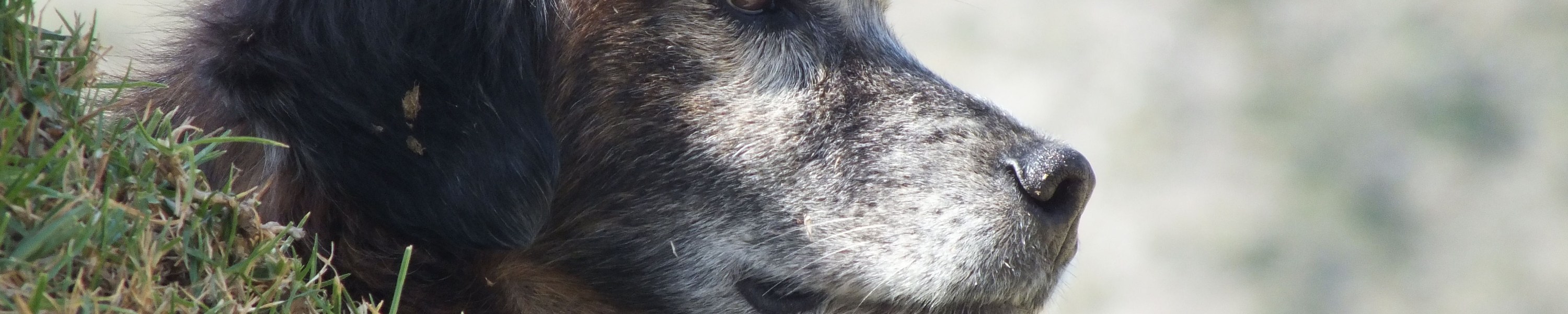 Polyneuropathie Hund
