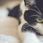 Polyneuropathie Katze