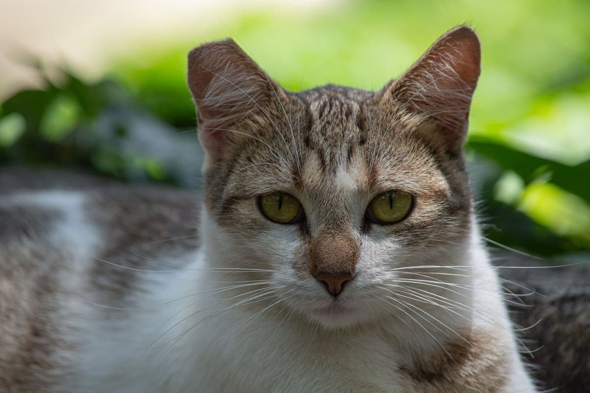 Polyneuropathie Katze – go4vet