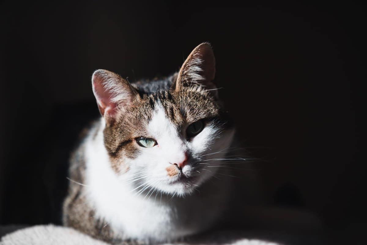 Polyneuropathie Katze – go4vet