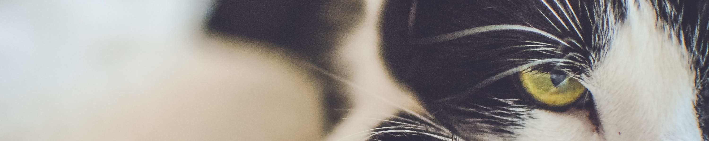Polyneuropathie Katze