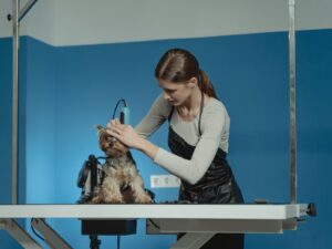 Portugiesischer Wasserhund