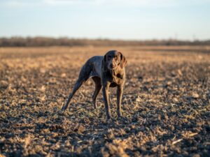 Pudelpointer