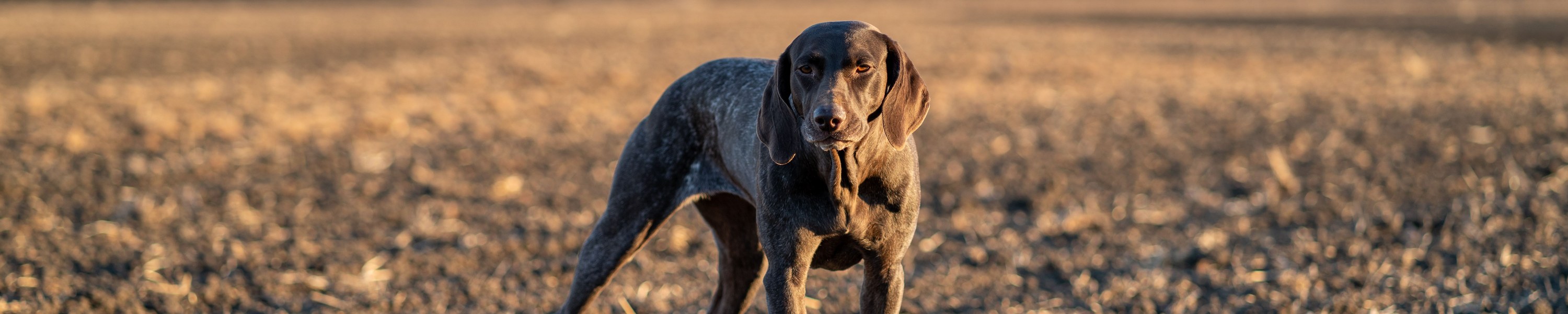 Pudelpointer