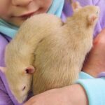 Ratten als Haustiere: Haltung, Pflege & häufige Krankheiten