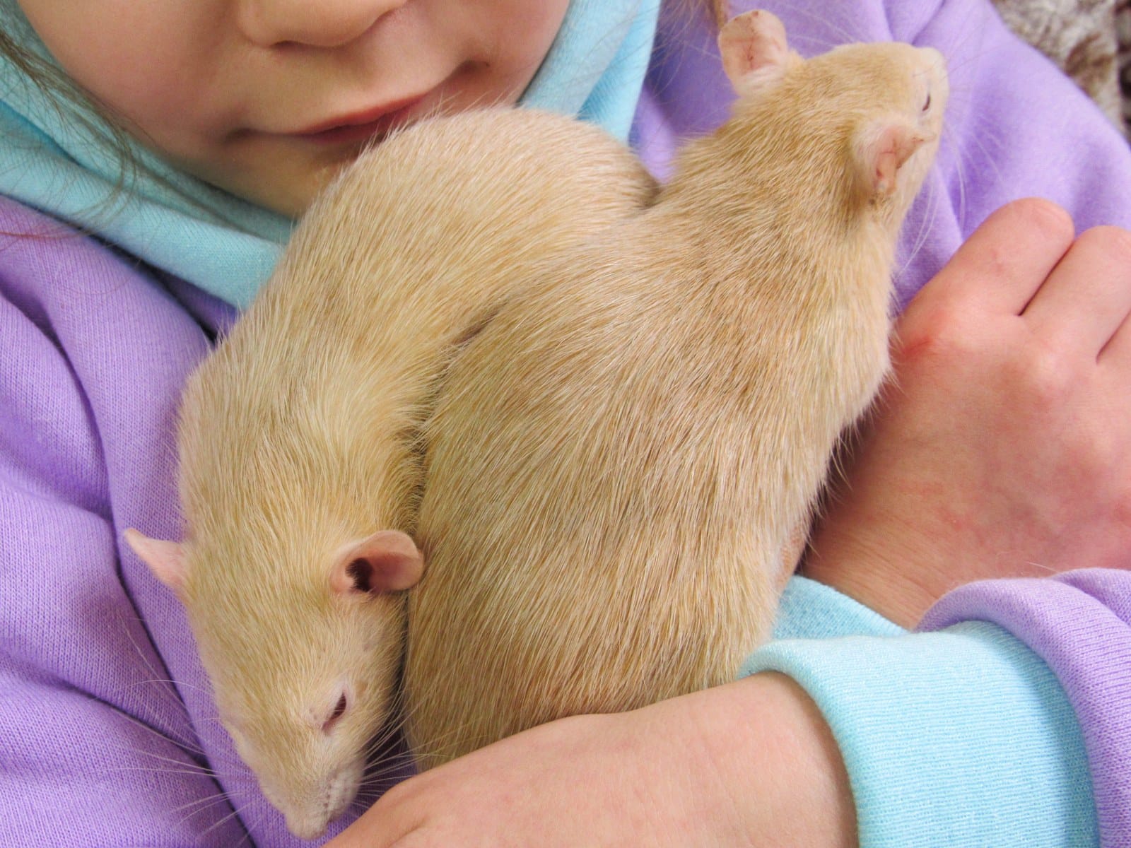 Ratten als Haustiere: Haltung, Pflege & häufige Krankheiten