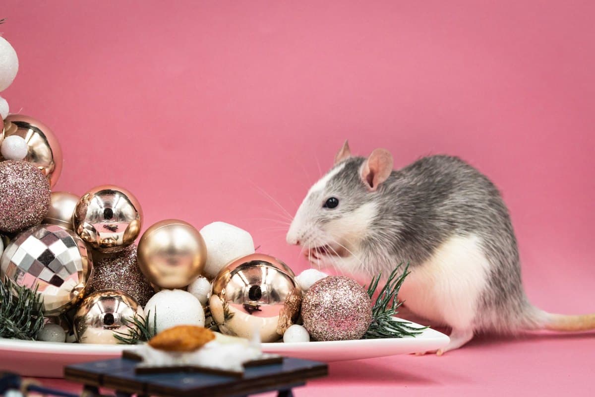 Rattengift Hund: Was tun wenn Hund Rattengift gefressen hat? – go4vet