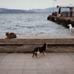 Reiseapotheke für die Katze: Das gehört hinein