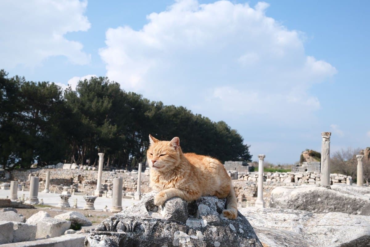 Reiseapotheke für die Katze: das gehört hinein – go4vet