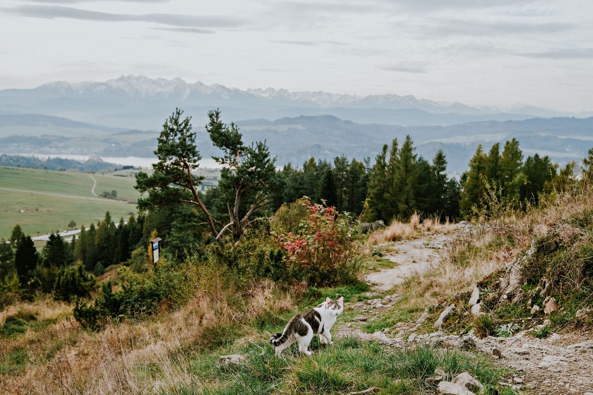Reiseapotheke für die Katze: das gehört hinein – go4vet