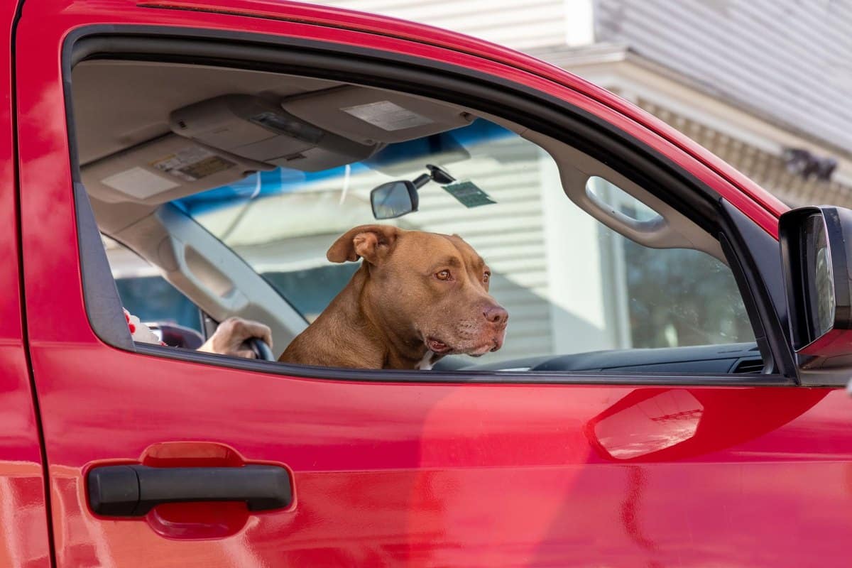 Reisekrankheiten beim Hund: Vorsorge vor dem Urlaub – go4vet