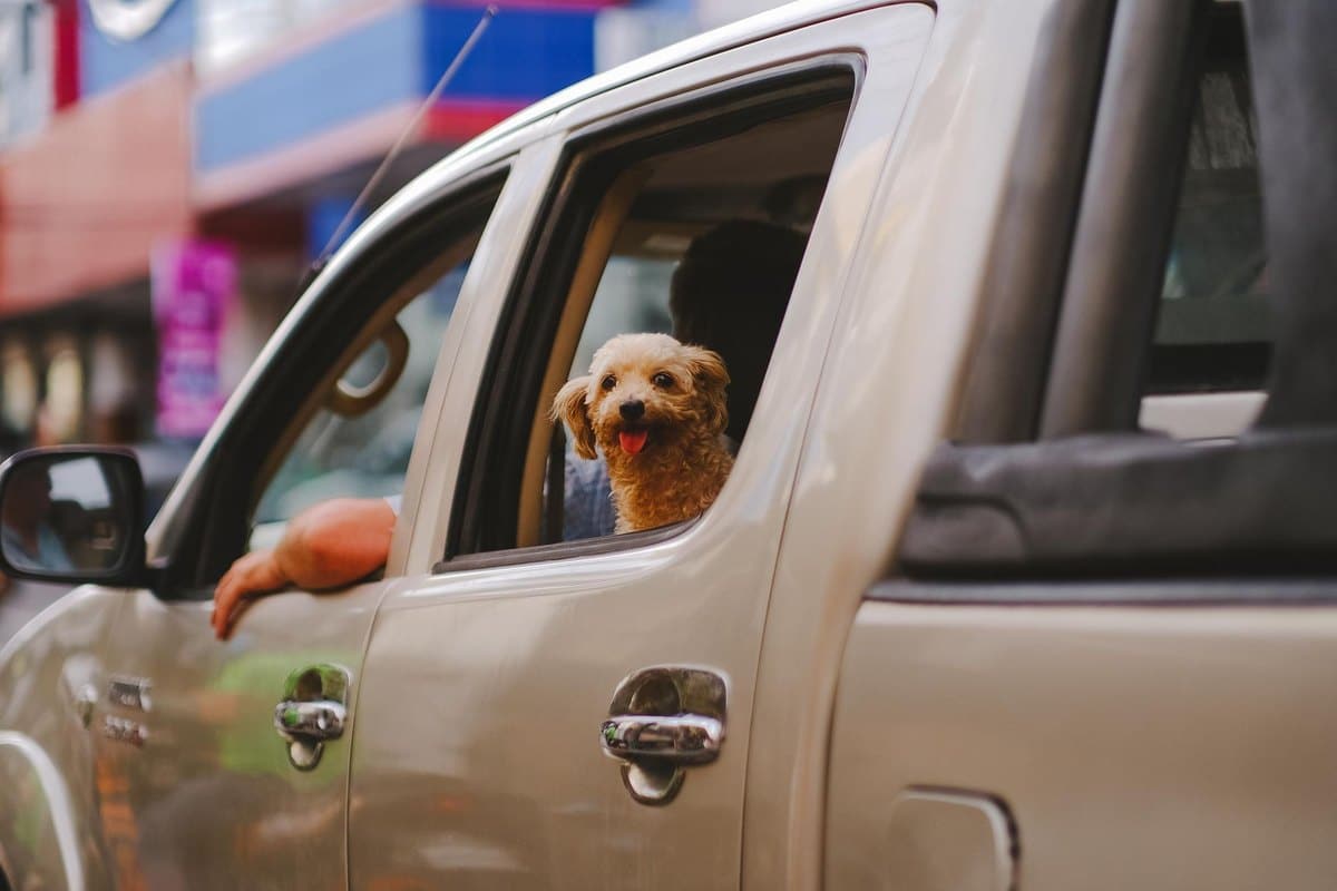 Reisekrankheiten beim Hund: Vorsorge vor dem Urlaub – go4vet