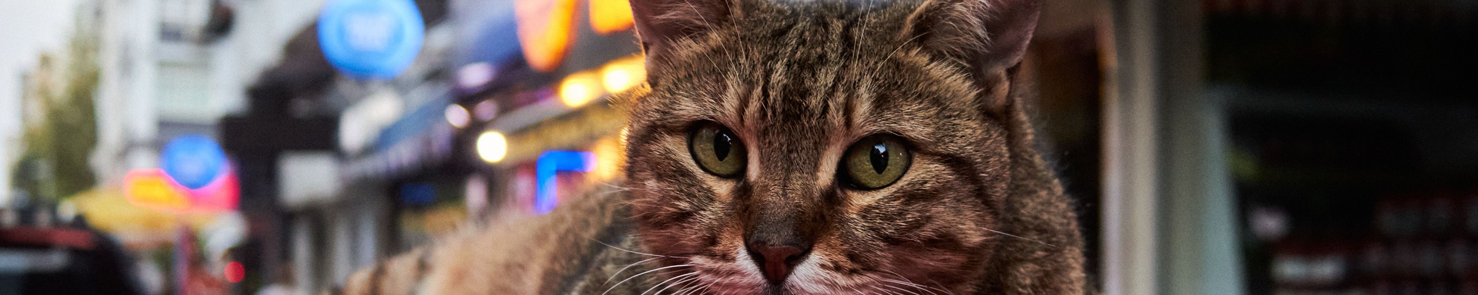 Reisen mit Katze: Stressfrei im Auto und Zug unterwegs