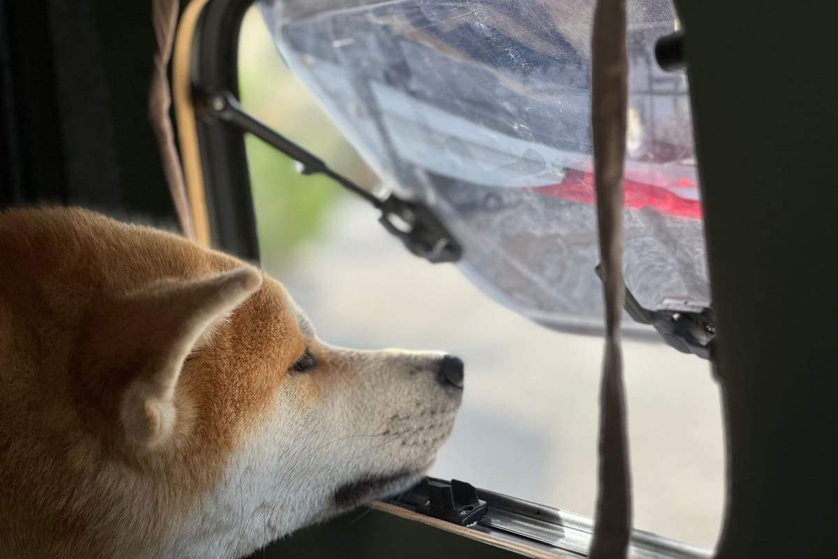 Reisestress beim Hund und der Katze: was im Auto und Flug hi – go4vet