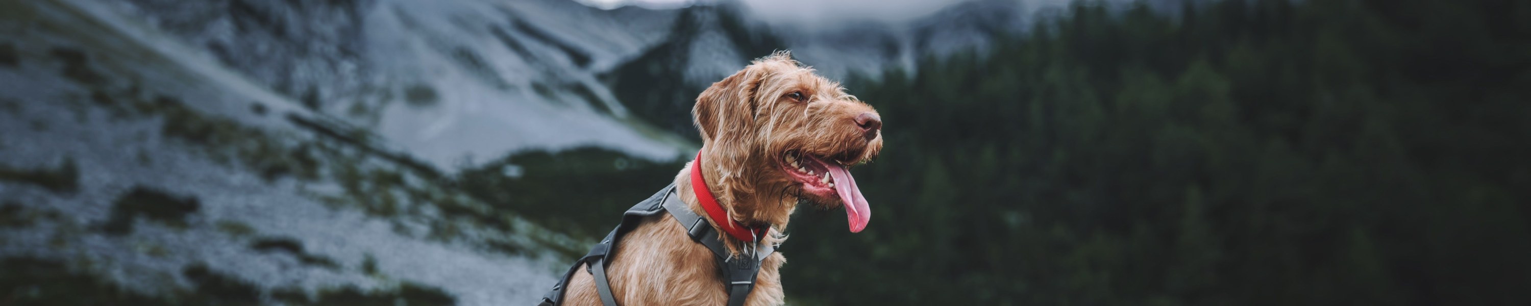 Reisestress beim Hund und der Katze: was im Auto und Flug hilft