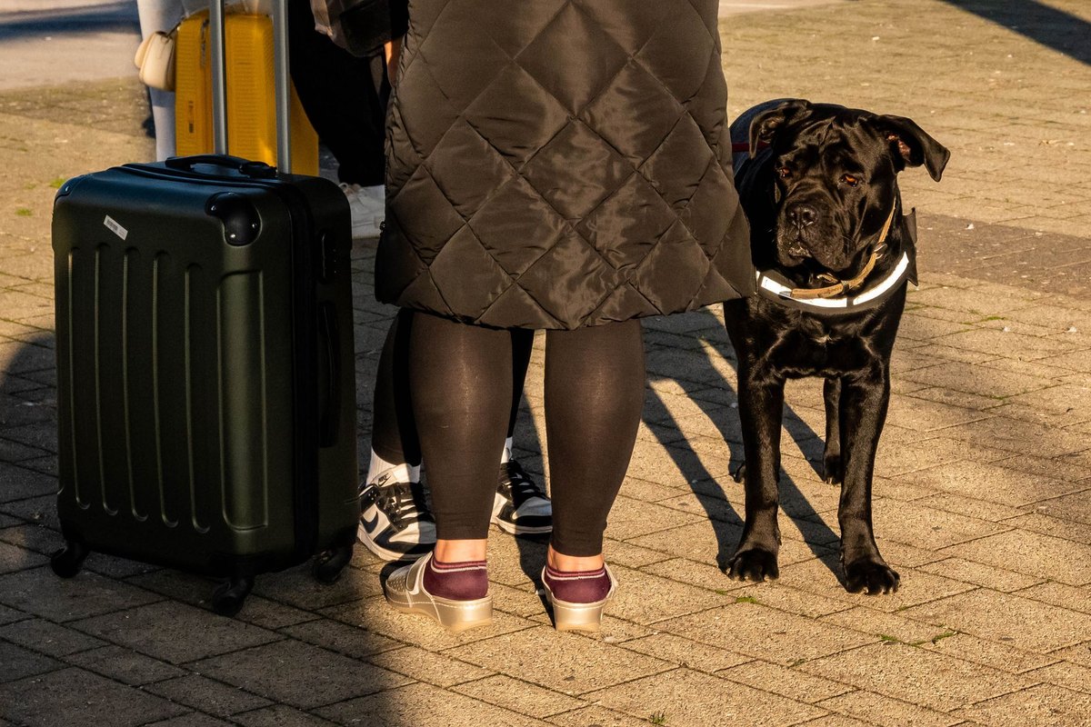 Mit Hund oder Katze auf Reisen: die Komplett-Vorbereitung fü – go4vet