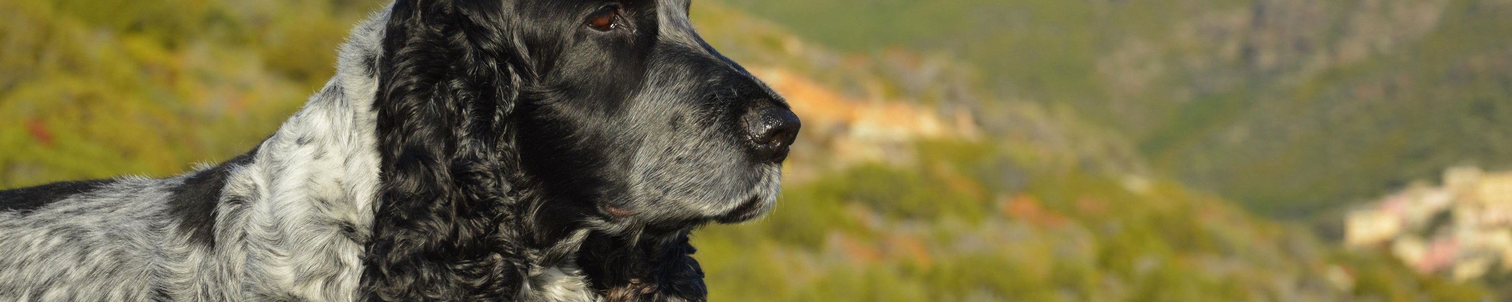 Reisevorbereitung Hund: Checkliste vor der Abreise