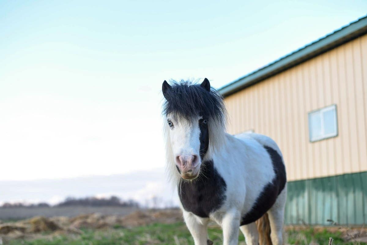Reiten in der Schwangerschaft: Risiken, Empfehlungen, Altern – go4vet