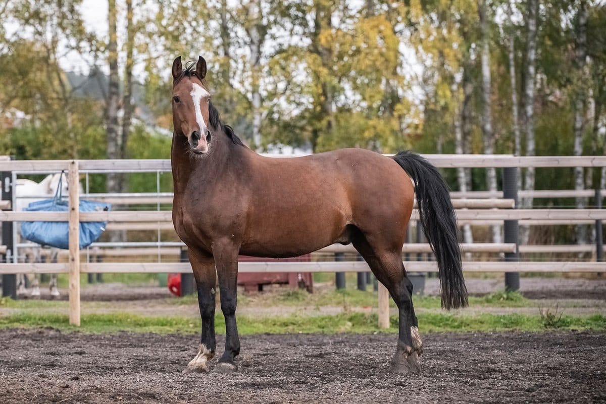 Reiten in der Schwangerschaft: Risiken, Empfehlungen, Altern – go4vet
