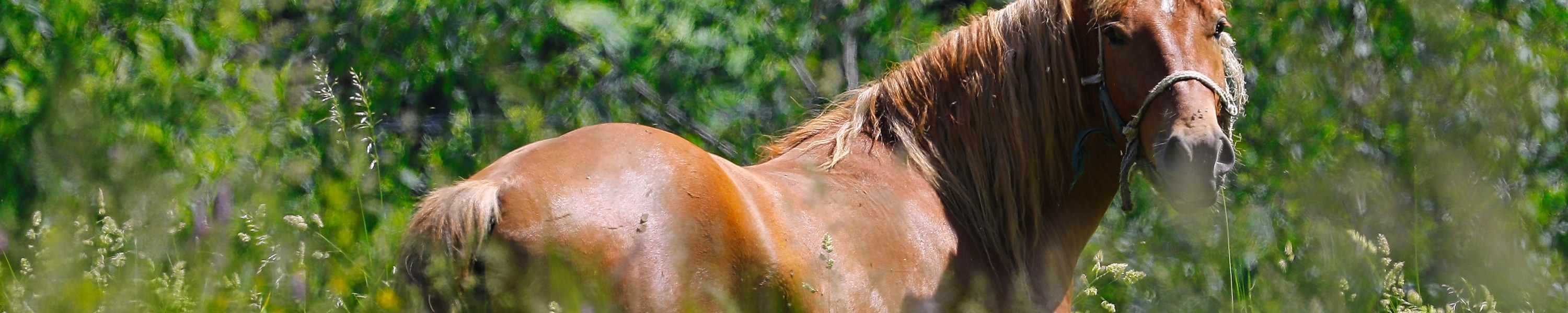 Reiten in der Schwangerschaft: Risiken, Empfehlungen, Alternativen