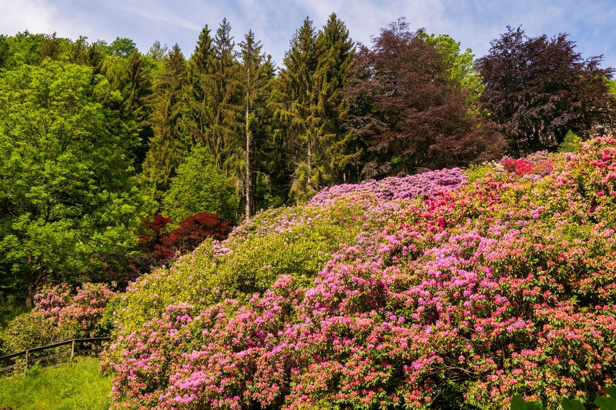 Rhododendron giftig für Hunde: Was ist zu tun? – go4vet