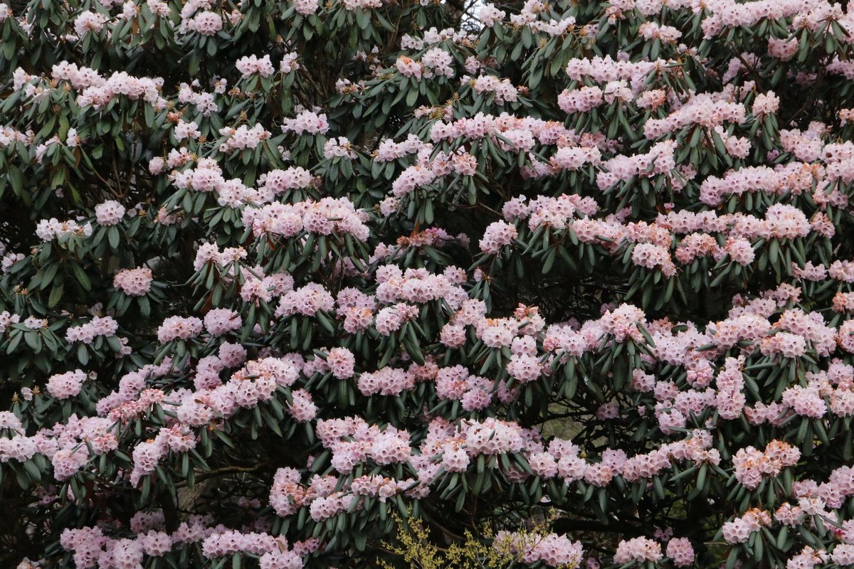 Rhododendron giftig für Hunde: Was ist zu tun? – go4vet