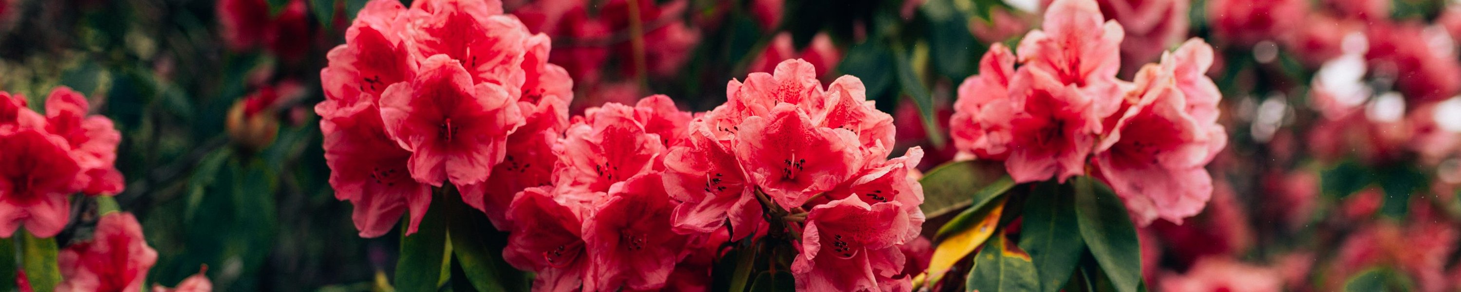 Rhododendron giftig für Hunde: Was ist zu tun?