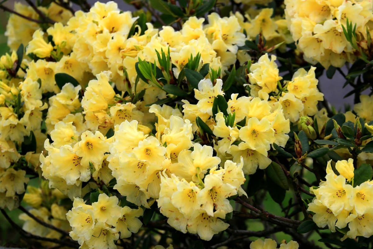Rhododendron giftig für Katzen: Was ist zu tun? – go4vet