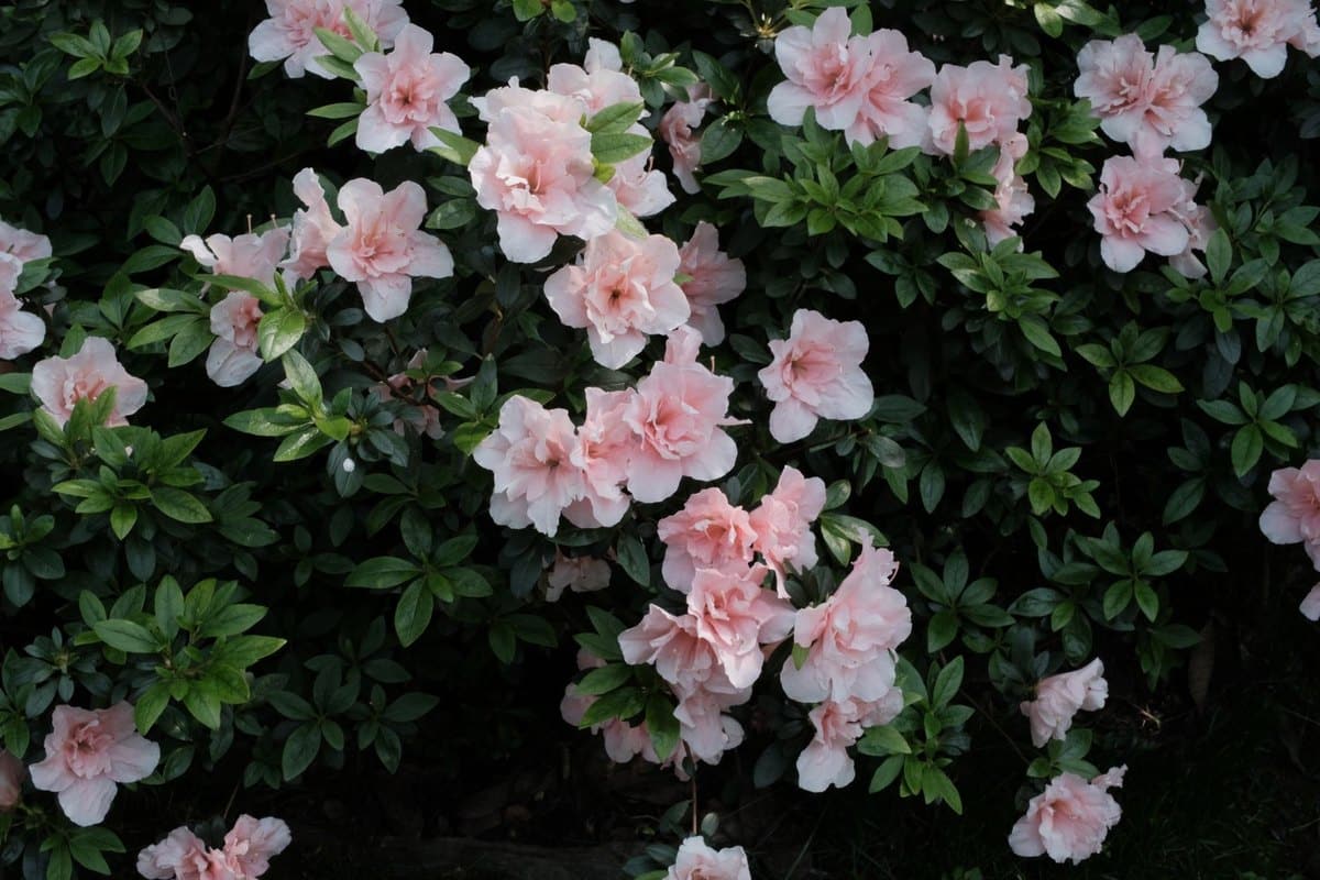 Rhododendron giftig für Katzen: Was ist zu tun? – go4vet