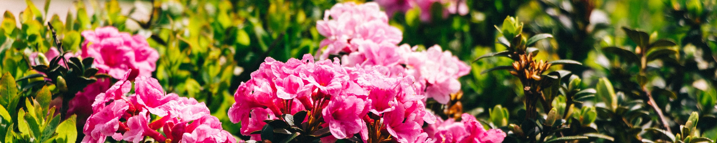 Rhododendron giftig für Katzen: Was ist zu tun?