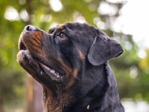 Rottweiler