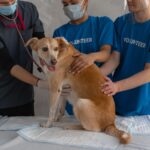 Royal Canin Veterinary: Wann Veterinärdiäten wirklich helfen